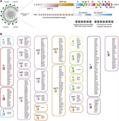 In silico Analyses of Immune System Protein Interactome Network, Single-Cell RNA Sequencing of Human Tissues, and Artificial Neural Networks Reveal Potential Therapeutic Targets for Drug Repurposing Against COVID-19